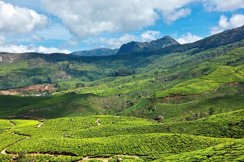 Tea plantations. Munnar