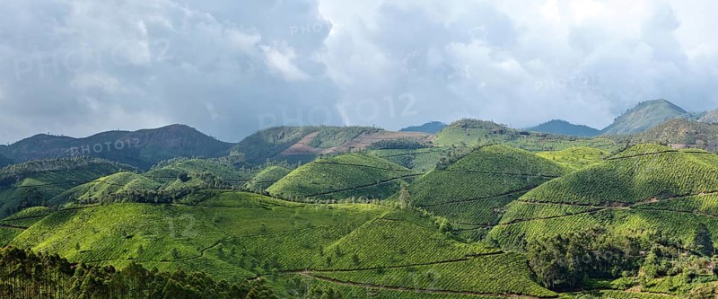 Panorama of tea plantations. Munnar
