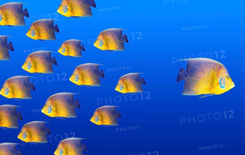 Goind different way concept with angelfish