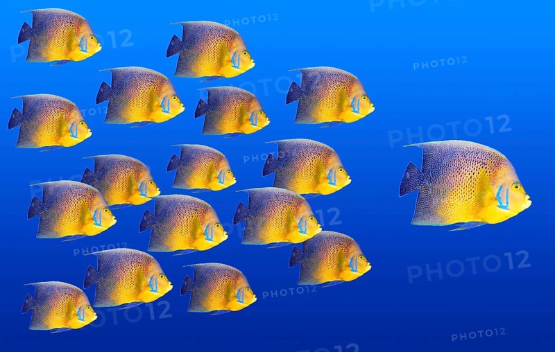 Big fish leading others