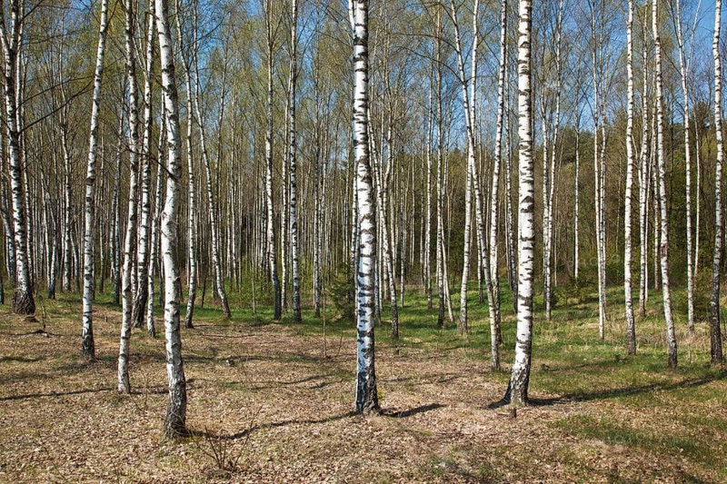 Birch grove in spring