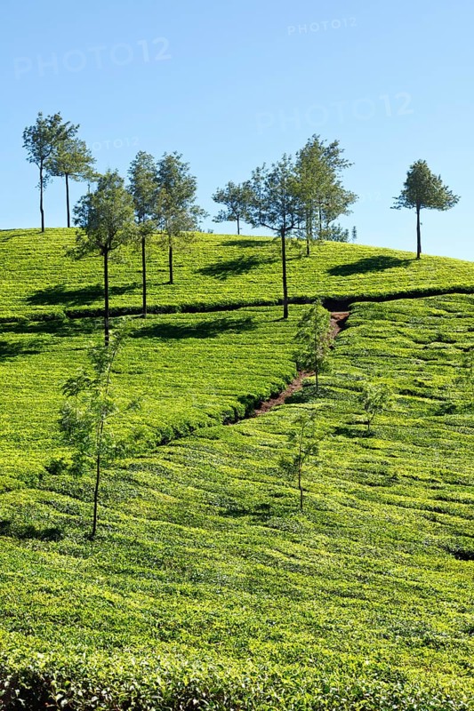 Tea plantations. Munnar