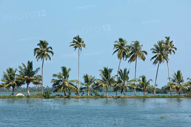 Palms at Kerala backwaters. Kerala