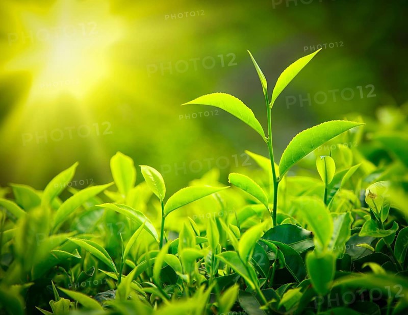 Tea bud and leaves. Tea plantations