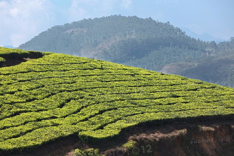 Tea plantations. Munnar