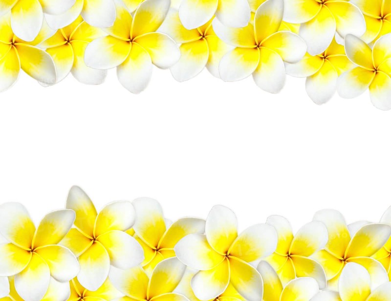 Frangipani background with copyspace