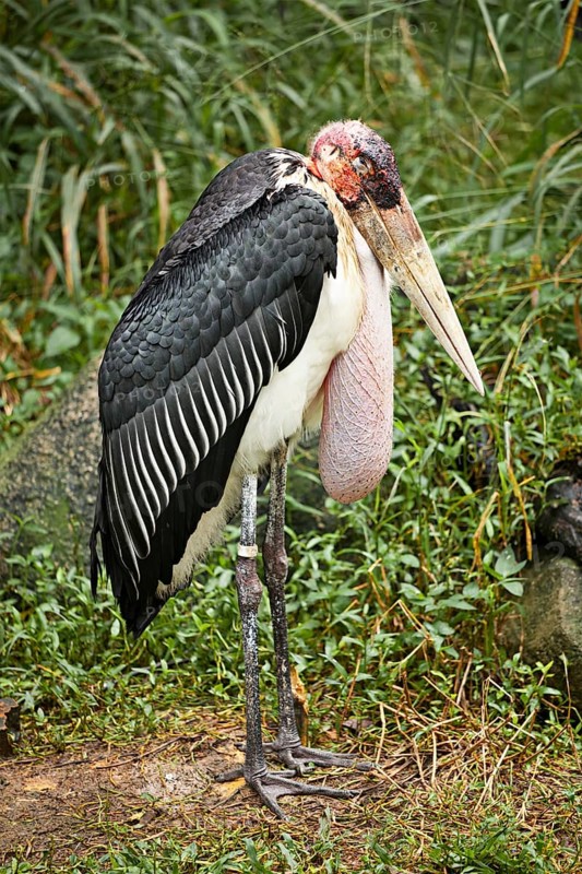 Marabou Stork