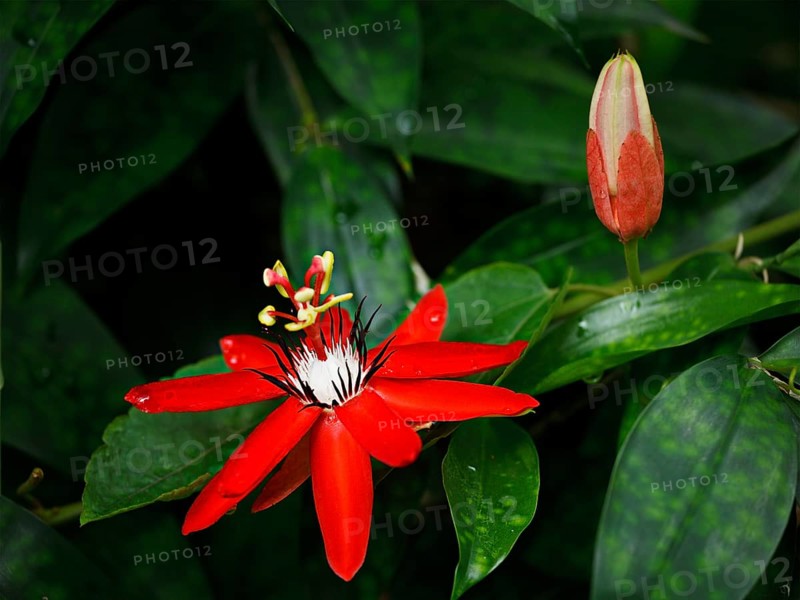 Red Passion Flower