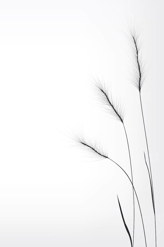 Wheat composition