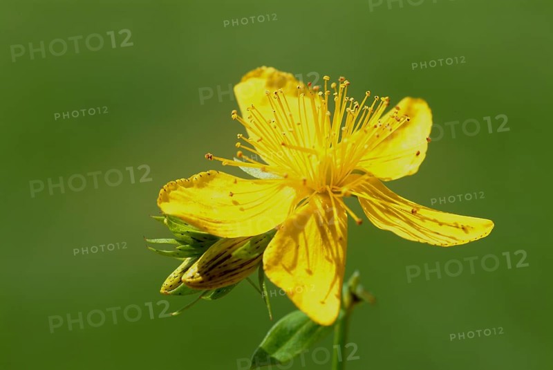 St. John's wort