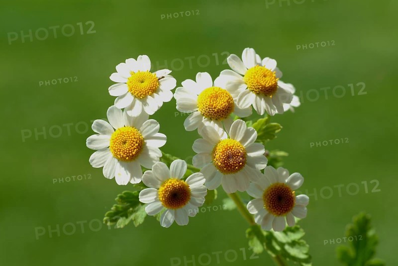 Feverfew