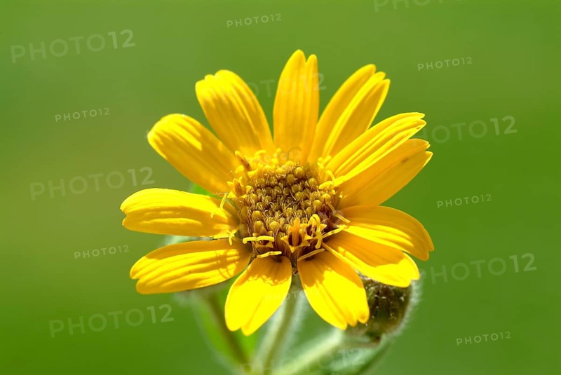 Arnica