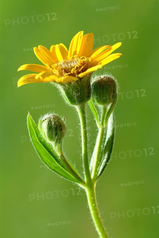 Arnica
