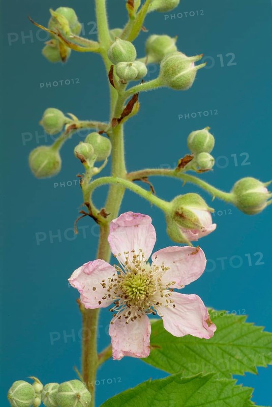 Bilberry