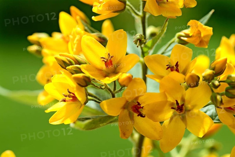 Yellow loosestrife