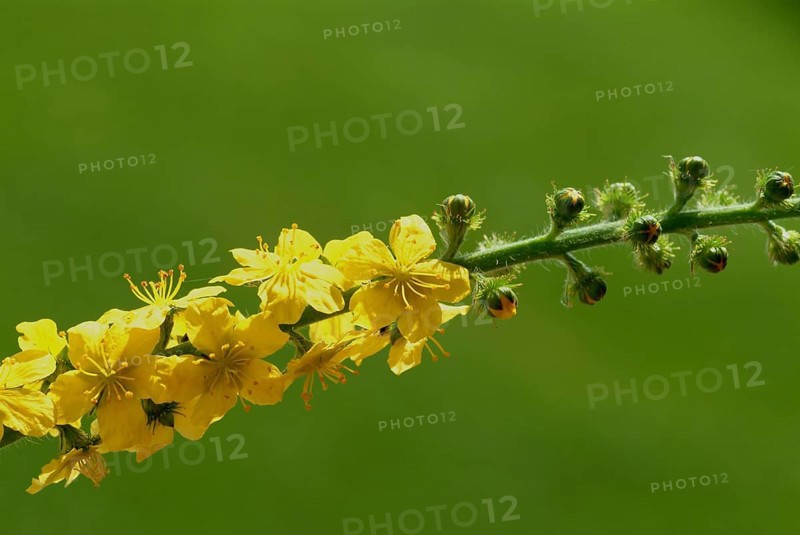 Common agrimony