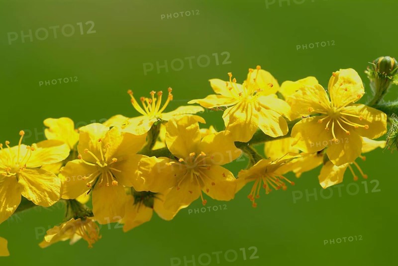 Common agrimony