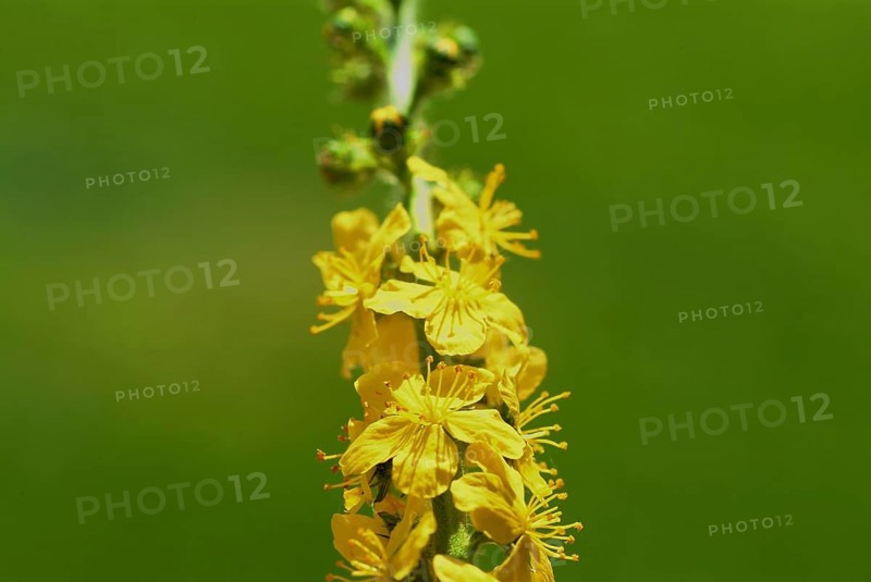 Common agrimony