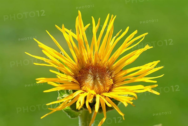 Elecampane