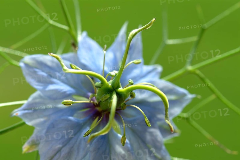 Black cumin