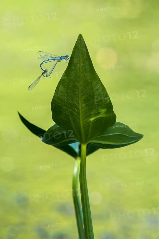 Mating wheel of the blue damselfly