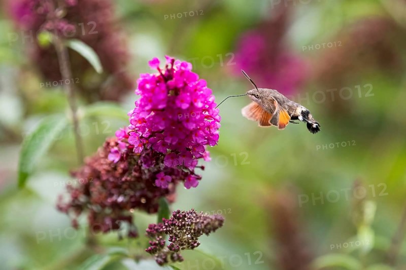 Hummingbird hawk-moth