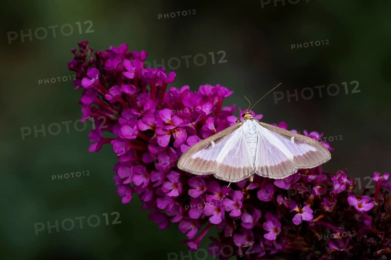 Box tree moth