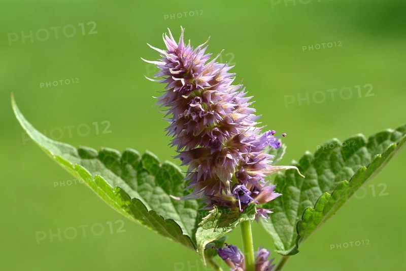 Flower of East Asian Giant Hyssop