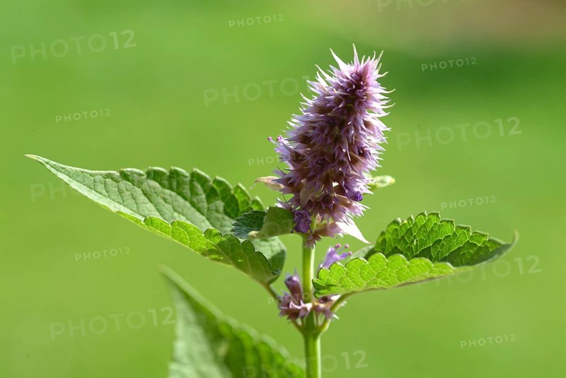 Flower of East Asian Giant Hyssop