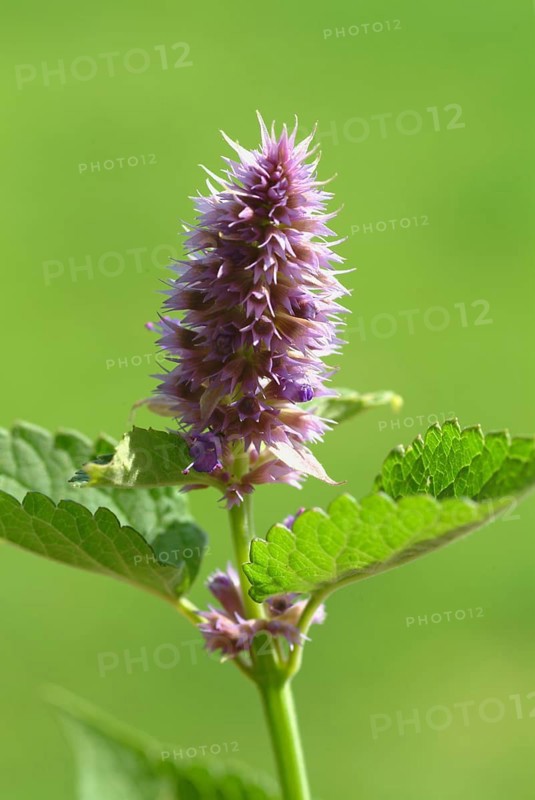 Flower of East Asian Giant Hyssop