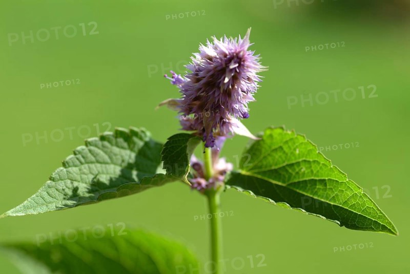 Flower of East Asian Giant Hyssop
