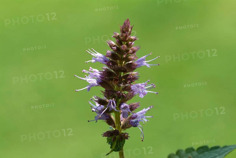Flower of East Asian Giant Hyssop