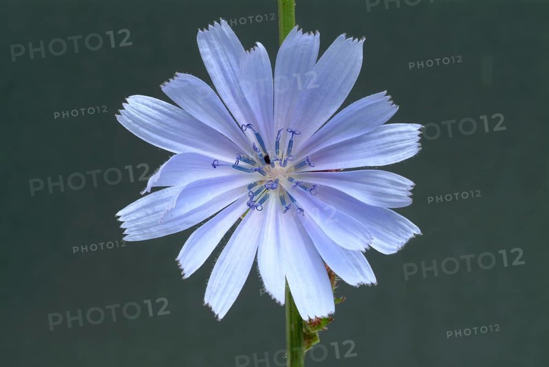 Flower of common chicory