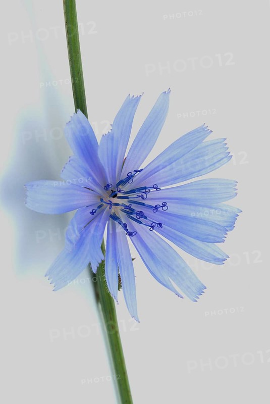 Flower of common chicory