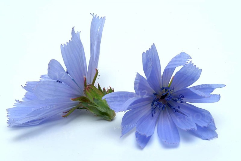 Flower of common chicory