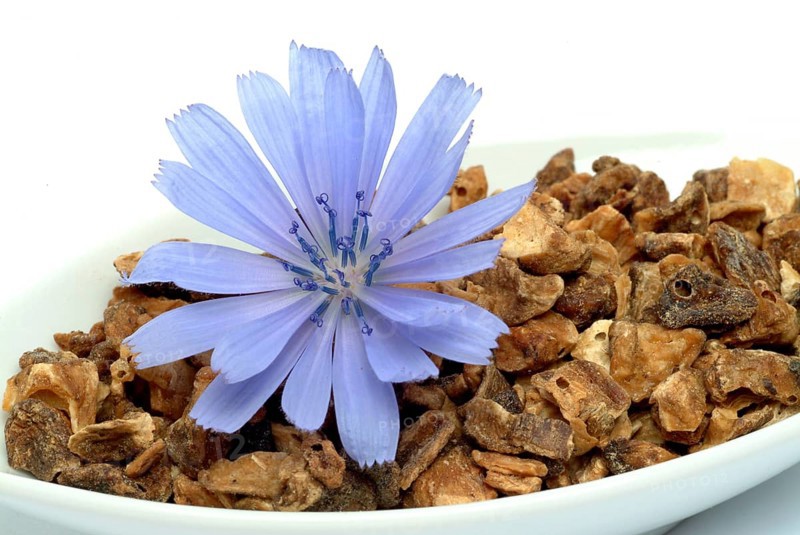 Flower and dried root of common chicory