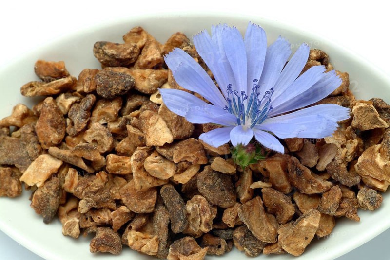 Flower and dried root of common chicory