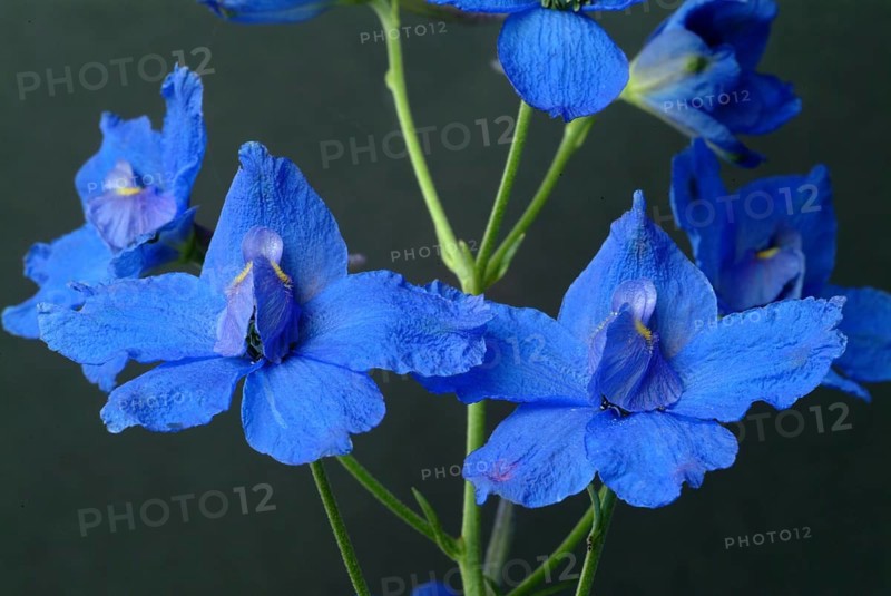 Flower of forking larkspur