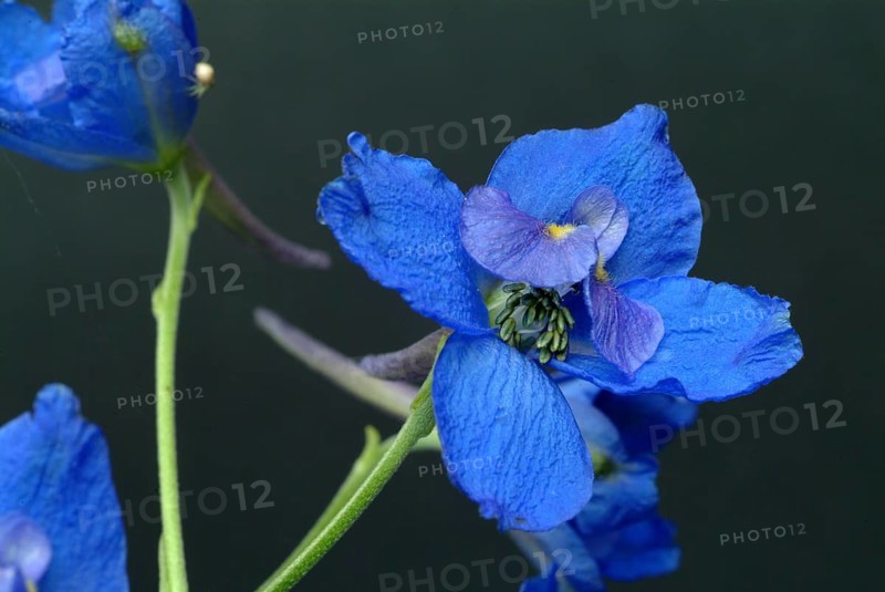 Flower of forking larkspur