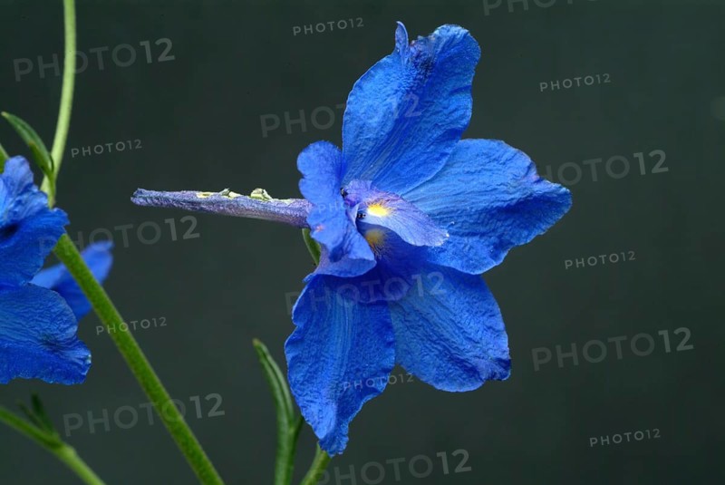 Flower of forking larkspur