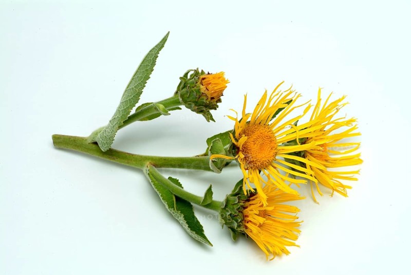 Flower of elecampane