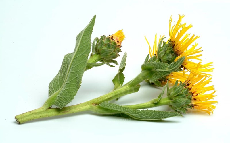 Flower of elecampane