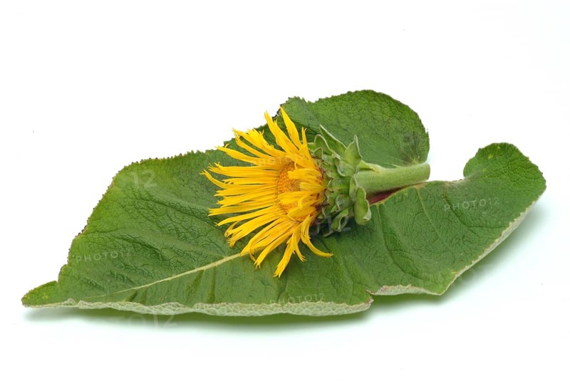 Flower of elecampane