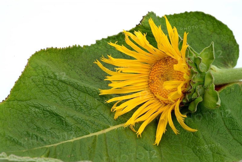 Flower of elecampane