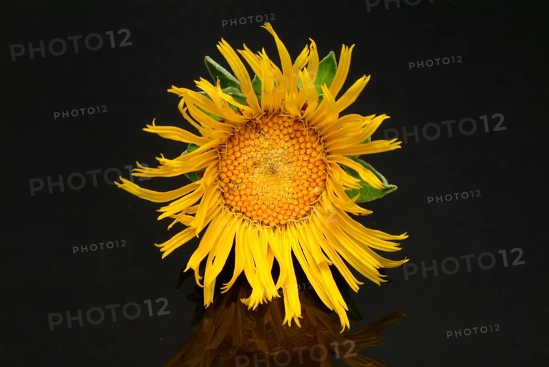 Flower of elecampane