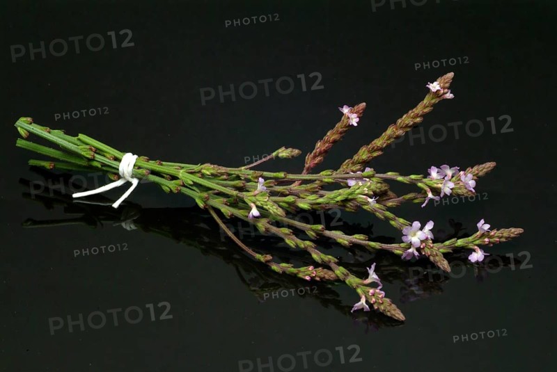 Common vervain