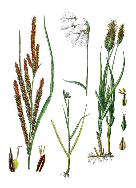 Ornamental sedge