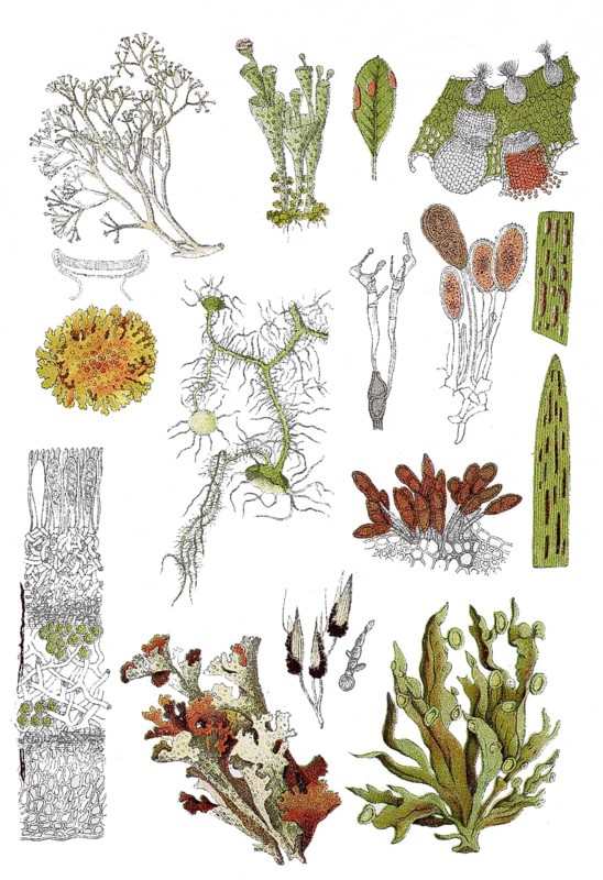 Icelandic lichen