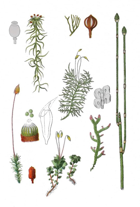 Sphagnum capillifolium