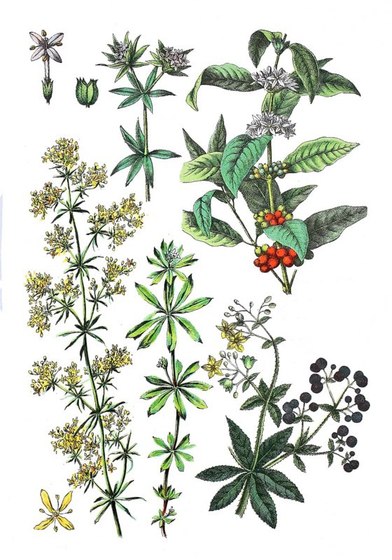 Real bedstraw
